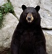 Black Bear - Bears! Photo (16439281) - Fanpop