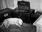 General Patton's dog on the day of Patton's death on December 21st, 1945