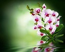 White Orchid Flowers Desktop Wallpapers | Best Flower Site