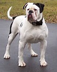 Classy Bully Type American Bulldogs - Old Bulldogs