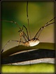 Opilione | Phalangium Opilio Les opilions (Opiliones), mieux… | Flickr