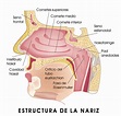 Funções Da Cavidade Nasal - AskSchool