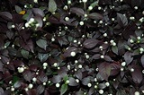 Alternanthera brasiliana (Amaranthaceae) image 32009 at PhytoImages.siu.edu