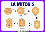 ¿Qué es la Mitosis? Las 4 Fases de la Mitosis explicadas