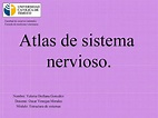 Calaméo - Atlas sistema nervioso