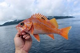 Canary Rockfish – The Golden Beauty of the Pacific