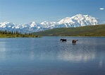 Visit Denali National Park on a trip to Alaska | Audley Travel UK