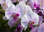 orchid, Orchids, Exotic, Close, Up Wallpapers HD / Desktop and Mobile ...