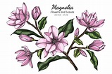 Pink Magnolia flower and leaf drawing illustration with line art on ...