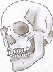 Human Skull Line Drawing at PaintingValley.com | Explore collection of ...