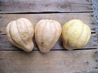 Thelma Sanders Sweet Potato (Acorn) Winter Squash