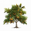 Nice Beautiful Mango Tree With Transparent Background, Nice Beautiful ...