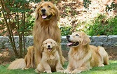 loveline golden retrievers home is located on a family farm between ...