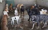 Rescatan a 50 perros callejeros abandonados en vía pública de Carmen de ...