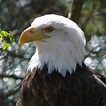 File:Bald Eagle-27527.jpg - Wikimedia Commons