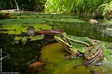 frogs habitat - Google Search | Amphibians, Habitats, Pool frog