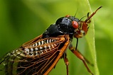 When will cicadas finally leave? An entomologist explains | WBAL ...