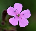 Petite fleur violette - Les photos et diaporamas de Damienne