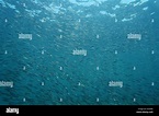 Peces del oceano atlantico fotografías e imágenes de alta resolución ...