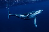 Learn About the 14 Baleen Whale Species