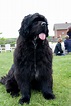 Newfoundland Dog Breed » Information, Pictures, & More