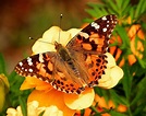 Five fun facts about painted lady butterflies – Dickinson County ...