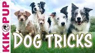 Favorite Dog Tricks Compilation - YouTube