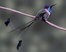 Colibrí cola de espátula, colibrí maravilloso o colibrí admirable ...