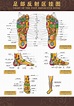 脚底按摩穴位图高清下载脚掌穴位脚的穴位图_999穴位网