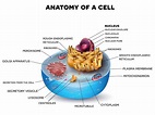 Eukaryotic Cell - The Definitive Guide | Biology Dictionary