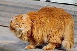Russian Tabby Cat | himalayan maine coon ny