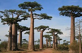 Le baobab, l’emblématique arbre malgache - Voyage Tourisme Madagascar