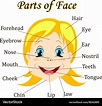 Cartoon child girl vocabulary face parts Vector Image
