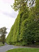 Meikleour Beech Hedges: World’s Largest Hedge | Amusing Planet