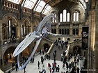Natural History Museum | Stoneheart Wiki | FANDOM powered by Wikia