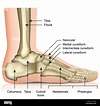 Los huesos de la articulación del tobillo y pie medical ilustración ...