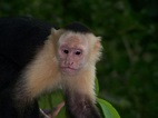 File:White-faced capuchin monkey 4.jpeg - Wikipedia