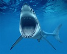 4 datos impresionantes que seguro no conocías del tiburón blanco