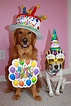 The Daily Golden | your daily dose of Golden Retriever news, info, and ...