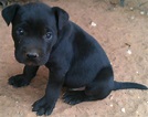 Black Pitbull Puppies | Pitbull Puppies | ISNCA