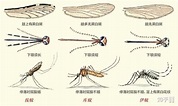 夏天蚊虫叮咬后有什么好用的止痒产品？？ - 知乎