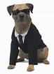 Men in Black dog costume Dog Halloween Costumes, Dog Costumes, Casino ...