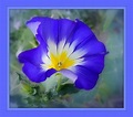 petite fleur photo et image | fleurs, fleurs , nature Images fotocommunity