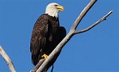 Adler Vogel Amerika - Kostenloses Foto auf Pixabay