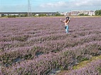 桃園仙草花節！探12.5萬株仙草花、5.8公頃紫色仙境 | 生活 | 三立新聞網 SETN.COM