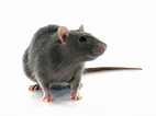 Got Rats? How To Deal with Rodents Invading Your Home and Yard ...