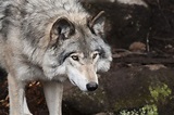 The First Domestication: How Wolves and Humans Coevolved | The Bark