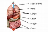 Organe Mensch: einfach erklärt I inkl. Übungen