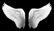 Free photo: White Angel Wings - Angel, Feathers, White - Free Download ...