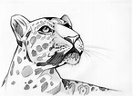 Dibujos de leopardos con lápiz especial - Imagui